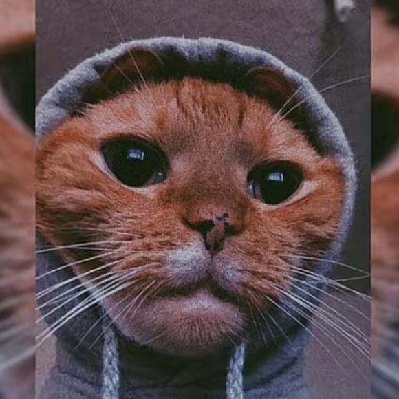 Meet your Posher, Kevin - Picture 1 of 1